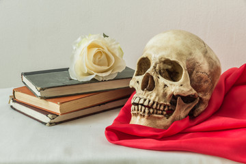 Still life with a human skull with a fake white rose