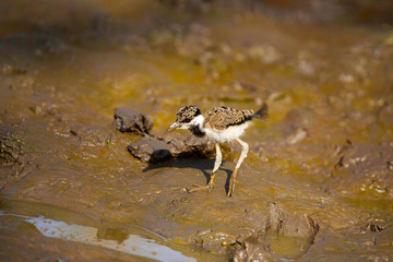 Red Wattle Lapwing , Vanellus indicus, Juvenile
