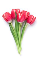 Red tulip flowers