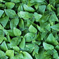 Background of green leaves. Natural background.