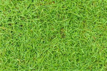 green grass natural background texture.