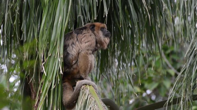 HD Video of one black howler monkey in a palm tree looking around. Only the adult male is black; adult females and juveniles of both genders are overall whitish to yellowish-buff