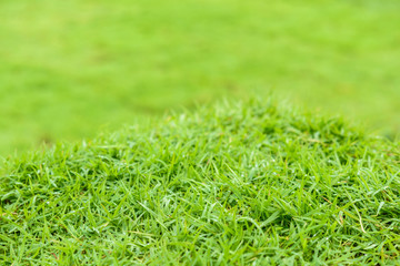 green grass natural background texture.