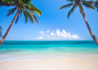 panoramic tropical beach with coconut palm