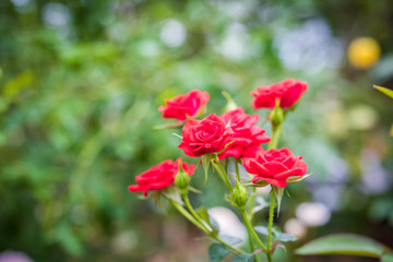 Close up of red rose on a bush in a garden