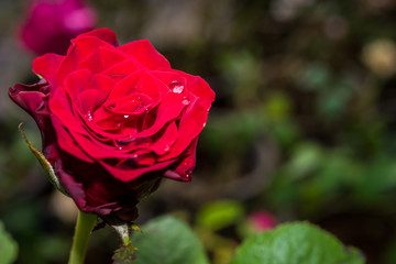 Close up of red rose on a bush in a garden