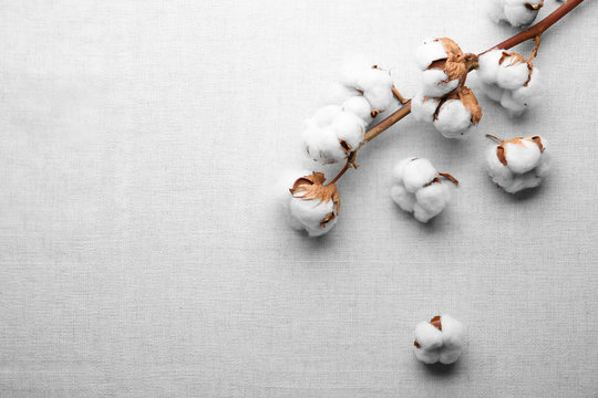 Cotton Flowers On Fabric, Top View