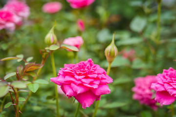 Close up of pink rose on a bush in a garden