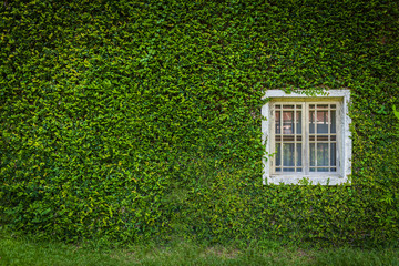 white window on green wall with climbing plant