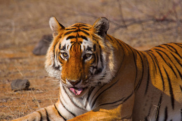 Fototapeta na wymiar Tiger- Star male, Panthera tigris, Ranthambhore Tiger Reserve, Rajasthan