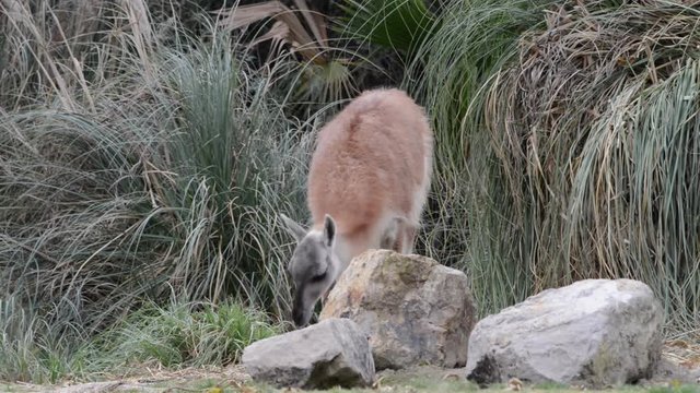 HD Video of one Guanaco eating grass behind rocks in front of pampas grass. The guanaco is a camelid native to South America. Young guanacos are called chulengos.