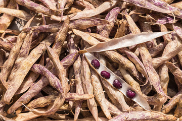 dried bean pods with purple dwarf beans