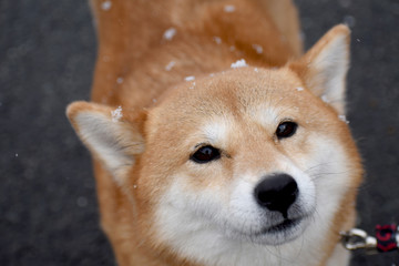 柴犬・降雪