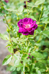 Close up of rose on a bush in a garden