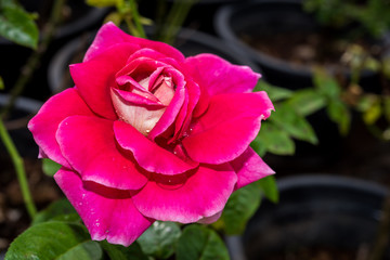 Close up of red rose on a bush in a garden