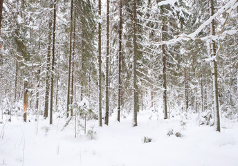 Naklejka premium snow-covered pine and spruce trees in the forest