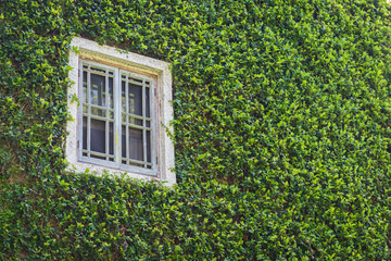 white window on green wall with climbing plant