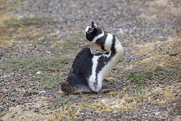 The Magellanic penguin (Spheniscus magellanicus) at Punta Tombo in the Atlantic Ocean, Patagonia, Argentina