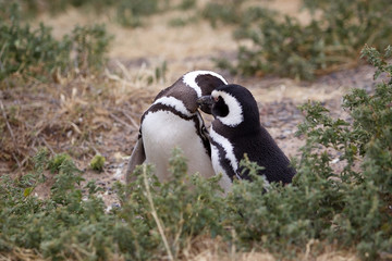 Fototapeta premium The Magellanic penguins (Spheniscus magellanicus) at Punta Tombo in the Atlantic Ocean, Patagonia, Argentina