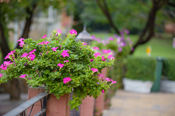 Fototapeta na wymiar Pink Petunia flowers in the pot.