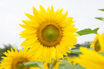 Close up Sunflower with White Sky Background. Sunflower Garden.