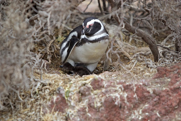 The Magellanic penguin (Spheniscus magellanicus) at Punta Tombo in the Atlantic Ocean, Patagonia, Argentina