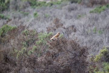 Chimango caracara (Phalcoboenus chimango) Patagonian bird of prey, Argentina