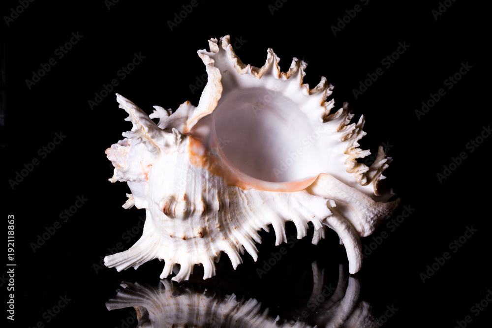 Wall mural Large sea shell