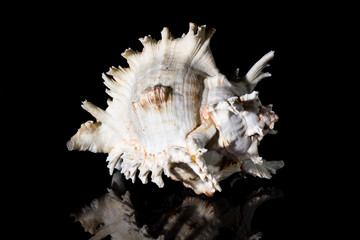 Large sea shell