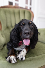 Black dog spaniel in a red bow tie in the interior of the light room. Pet is three years old sitting on a chair. Red checkered necktie. best and faithful friend