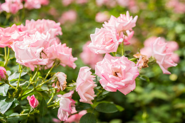 Naklejka na ściany i meble Close up of pink rose on a bush in a garden