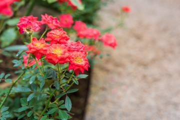 Fototapeta na wymiar bunch of red roses in the Greenhouse garden