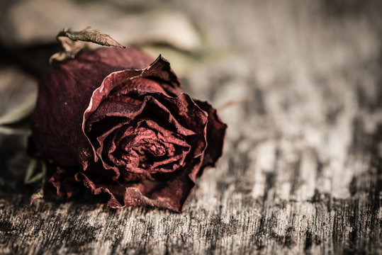 Closeup dried red rose, dead red rose on wooden background with vintage style. Broken hearted, Love, Wedding and Valentines day concept.