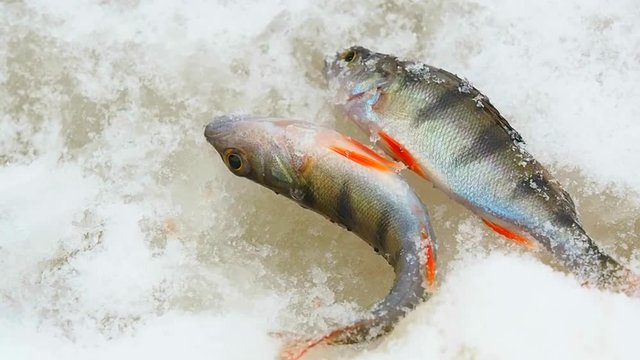 Fish perch flutter freezing in snow. Fish catch on the ice of the river. Winter fishing through the hole.    