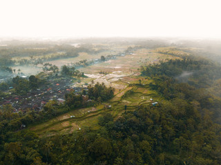Aerial view of rice paddy field.