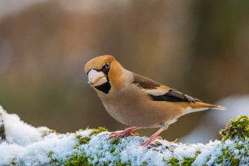 Fototapeta premium Wildlife photo - hawfinch on old trunk with snow and moss in Danubian wetlands, Slovakia forest, Europe
