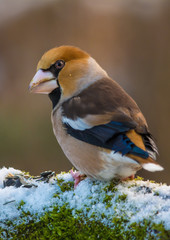 Wildlife photo - hawfinch on old trunk with snow and moss in Danubian wetlands, Slovakia forest, Europe