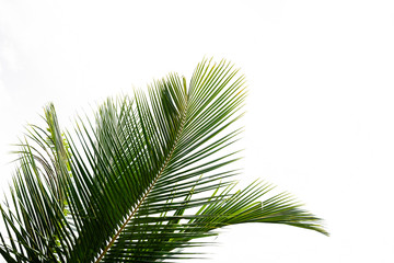 Obraz premium Palm leaf isolated on white