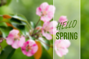 hello spring card © MasterSergeant