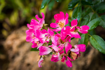 Naklejka na ściany i meble Close up of pink rose on a bush in a garden