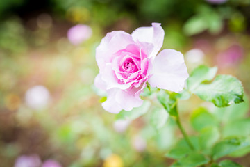 Close up of rose on a bush in a garden