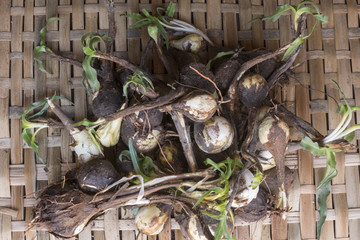 Wild California soap plant harvest