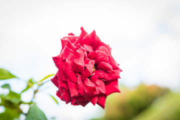 Close up of red rose on a bush in a garden