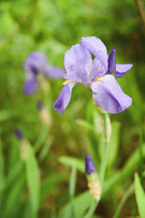 Purple iris with bud