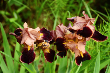 Two decorative iris