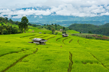 Fototapeta premium Terraced rice fields at Pa pong Pieng in Chiang Mai, Thailand