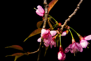 Cherry blossom flowers in blooming scene nature background