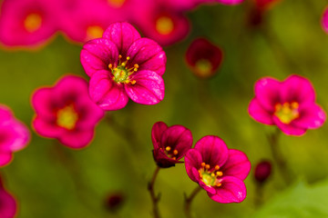 Obraz premium Red flowers against the background of grass