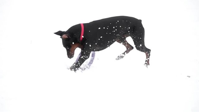 Doberman dog runs for an aport on the snow in the winter