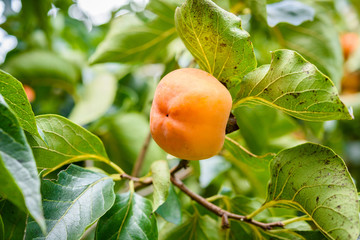 Persimmon tree with fruit in the orchard